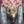 Load image into Gallery viewer, ORCHID LEOPARD
